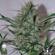 Black Skull Seeds Speed Haze