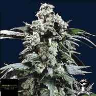 Black Label Seeds Hollands Hope