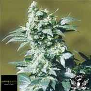 Black Label Seeds Ole 47