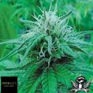 Black Label Seeds Sensi Star