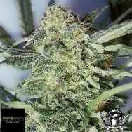 Black Label Seeds White Widow