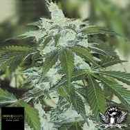 Black Label Seeds Jack Herer