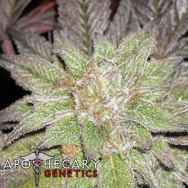 Apothecary Genetics Seeds BlackBerry