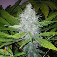 Nirvana/Sativa Seeds Blackberry