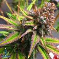 Exotic Genetix Seeds Blackberry Cream