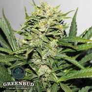 Greenbud Seeds Blackout Express AUTO aka Blackout AUTO