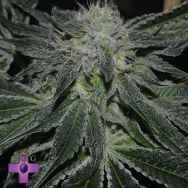 Gage Green Seeds Blast