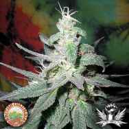 British Columbia Seeds Blaze