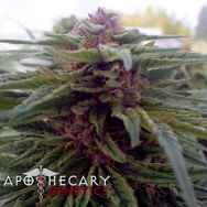 Apothecary Genetics Seeds Blue Afi