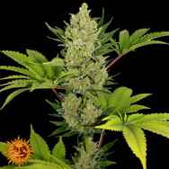 Barneys Farm Seeds AUTO Blueberry Cheese AKA Auto Blue Cheese