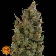 Barneys Farm Seeds Blueberry Cheese AKA Blue Cheese