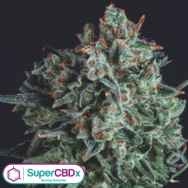 SuperCBDx Seeds Blue Cheese x SCBDX