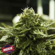 Moxie Seeds Blue Diamond Philips