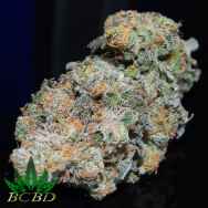 BC Bud Depot Seeds Blue Dream