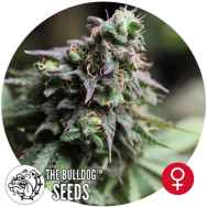 The Bulldog Seeds Blue Dream