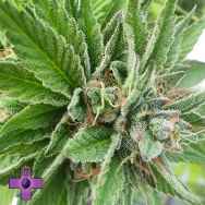 Gage Green Seeds Blue Dynamic