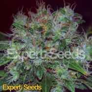 Expert Seeds Blue Cheese AUTO