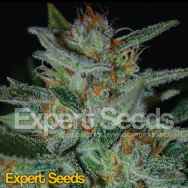 Expert Seeds Blue Cheese