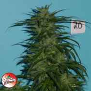 Jordan Of The Islands Seeds Blue Hawaiian Sativa