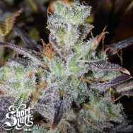 Short Stuff Seeds Blue Himalaya