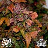 Short Stuff Seeds Blue Himalaya Diesel