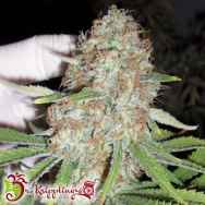 Dr. Krippling Seeds Blue Kripple