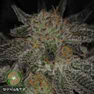 Dynasty Genetics Seeds Blue Magoo BX2