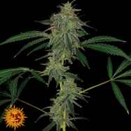 Barneys Farm Seeds Auto Blue Mammoth