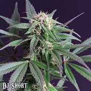 DJ Short Seeds Blue Moonshine