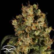 Dutch Passion Seeds Blue Moonshine