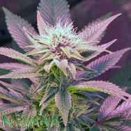 Nirvana Seeds Blue Mystic