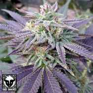 Rare Dankness Seeds Blue OX