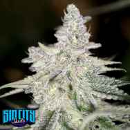 SinCity Seeds Blue Petrol