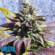 SinCity Seeds Blue Power BX