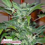 Lowryder Seeds Mdanzig Blue Ryder