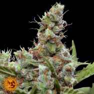 Barneys Farm Seeds CBD Blue Shark