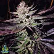 Exotic Genetix Seeds Blue Steel