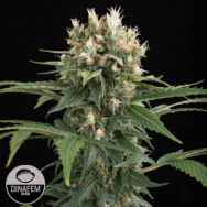 Dinafem Seeds Blue Thai