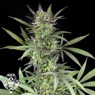 G13 Labs Seeds Blue Venom