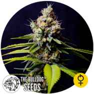 The Bulldog Seeds Blueberry 420 AUTO