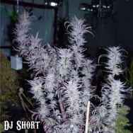 DJ Short Seeds Blueberry