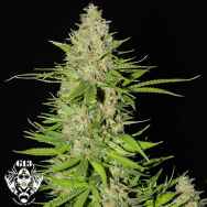 G13 Labs Seeds Blueberry Gum #2