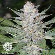 Bodhi Seeds Blueberry Hashplant