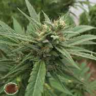 Emerald Triangle Seeds Blueberry Headband AUTO