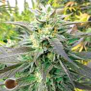 Emerald Triangle Seeds Blueberry Headband