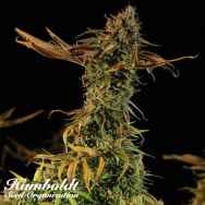 Humboldt Seed Organization Blueberry Headband