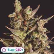 SuperCBDx Seeds Blueberry Headband x SCBDX