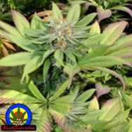 Next Generation Seeds Blueberry Punch