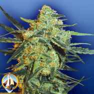 Flying Dutchmen Seeds Blueberry Skunk