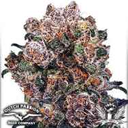 Dutch Passion Seeds Blueberry